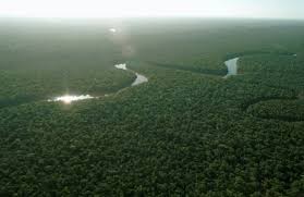 La plus grande forêt du monde