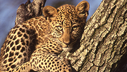 insaisissable_leopard_c_dr_8.jpg insaisissable_leopard_c_dr_8.jpg