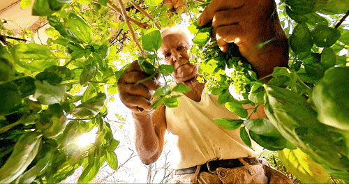 Le potager de mon grand-père Le potager de mon grand-père