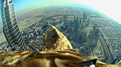 Un aigle à Dubaï Un aigle à Dubaï