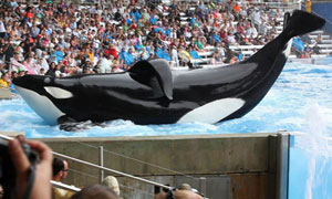 L'orque tueuse (Blackfish) L'orque tueuse (Blackfish)