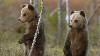 Le clan des ours Le clan des ours