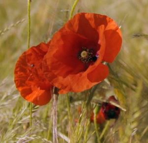Les secrets des fleurs sauvages Les secrets des fleurs sauvages