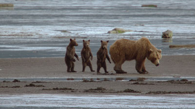 Dans la peau d'un grizzly Dans la peau d'un grizzly