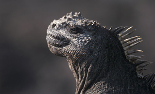 Le mystérieux déclin de l'iguane marin Le mystérieux déclin de l'iguane marin