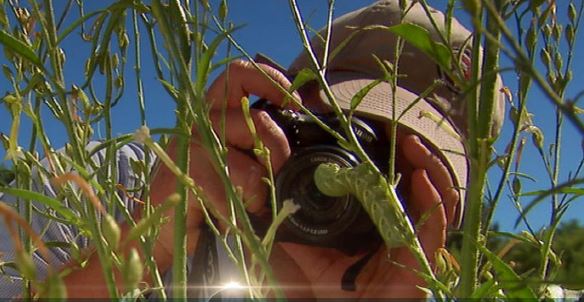 Le monde secret des plantes Le monde secret des plantes
