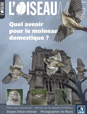 L'oiseau Mag L'oiseau Mag