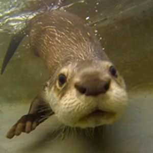 Un amour de loutre Un amour de loutre