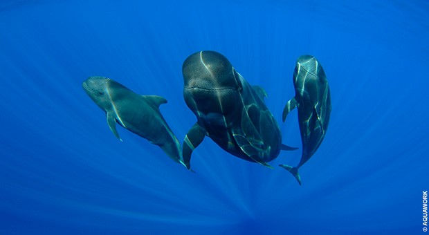 Plongée avec les baleines pilotes Plongée avec les baleines pilotes