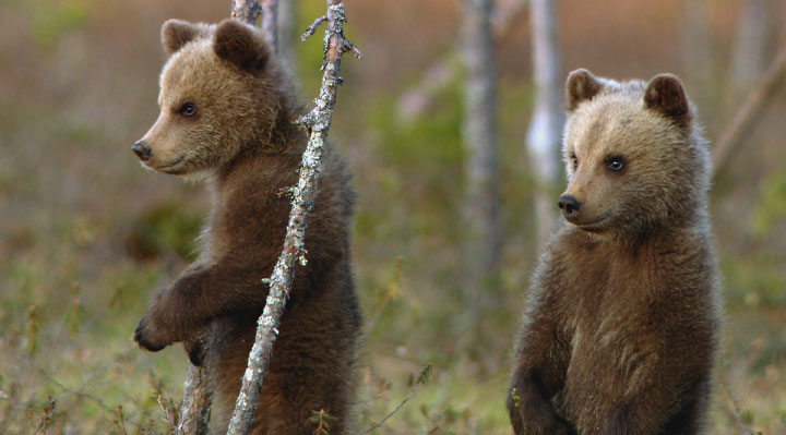 Le clan des ours Le clan des ours