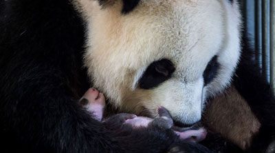 L'extraordinaire naissance du premier bébé panda en France L'extraordinaire naissance du premier bébé panda en France