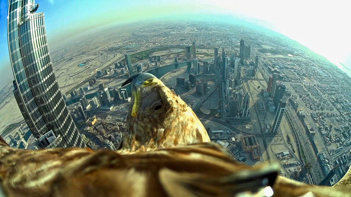 Freedom, un aigle à Dubaï Freedom, un aigle à Dubaï