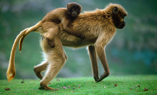 Le peuple singe, en mars sur Ushuaïa TV Le peuple singe, en mars sur Ushuaïa TV